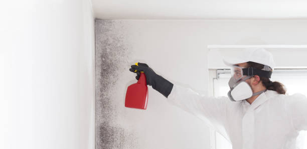 Best Mold Testing  in South Beach, FL
